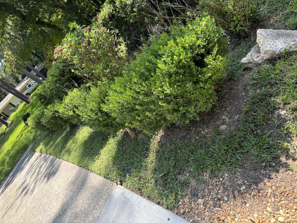 Bushes before trimming