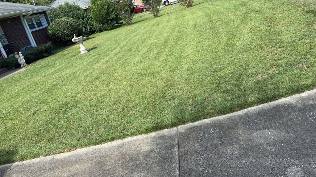 Mowed lawn