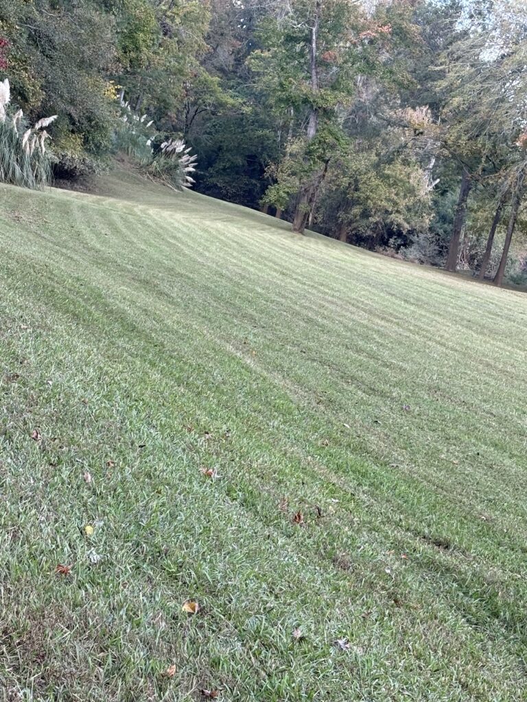 Mowed Lawn